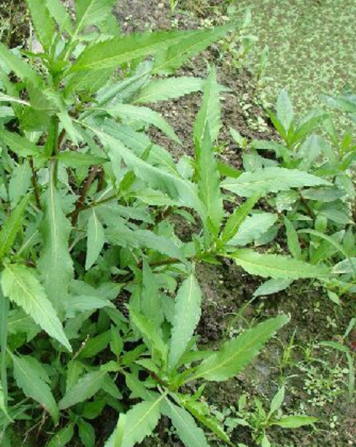 柳叶鬼针草(植物)