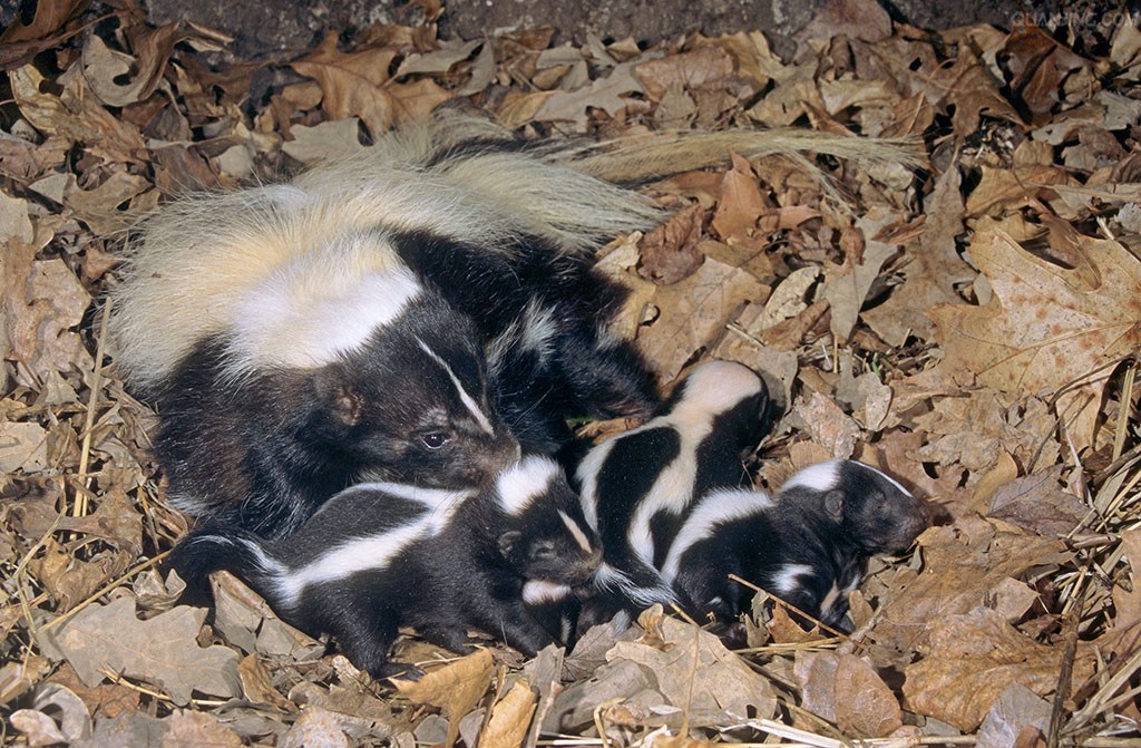 西部斑臭鼬其他生物相关