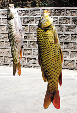 山东以黄河鲤鱼为主料烹制的糖醋鲤鱼,于1983年在北京举办的全国