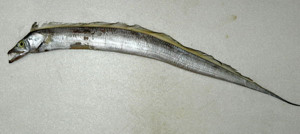 南海带鱼 (动物)