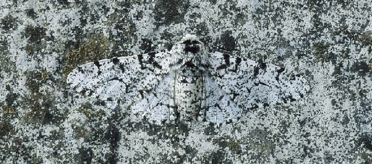 白桦尺蛾 (动物)