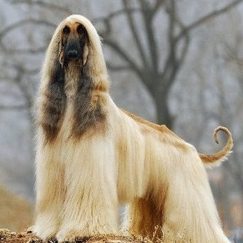 短毛阿富汗猎犬图片