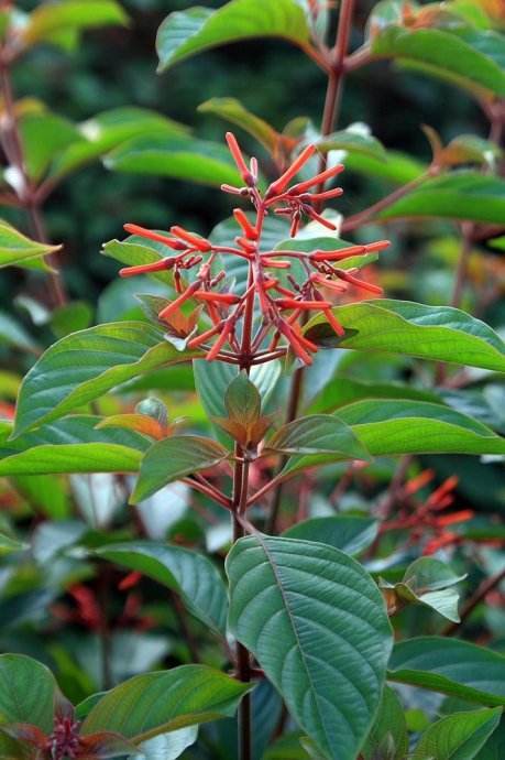 希茉莉植物