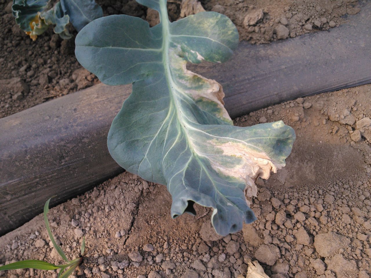 花椰菜黑腐病 (其他生物相关)