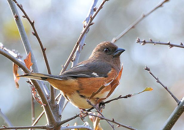 或鵐科〔emberizidae〕)的數種北美鳥類,尾長,在叢林地上挖取食物