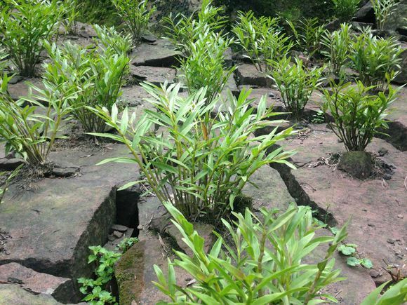 迭鞘石斛 (植物)