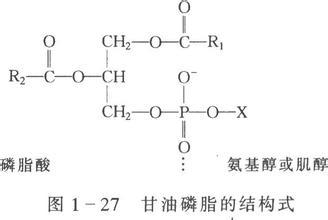 磷脂分子结构模式图图片