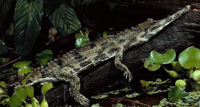 马来鳄(动物)