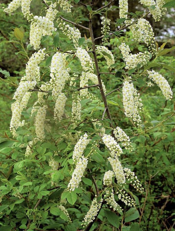 稠李(植物)