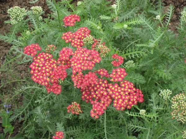 红花蓍草 (植物)