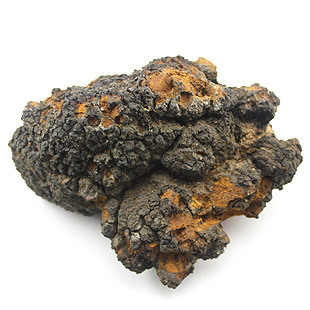 野生无柄紫灵芝 (中医学与中药学)