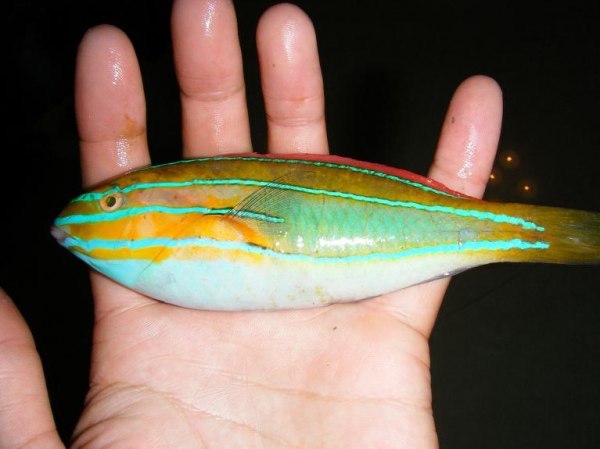 三线紫胸鱼 (其他生物相关)