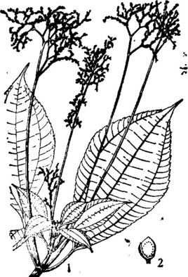 长序冷水花 (植物)