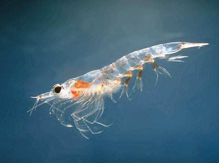 磷虾(其他生物相关)_技点百科_技点网(其他生物相关)