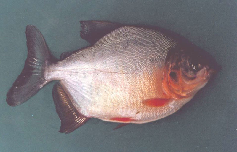 黑鳍巨脂鲤动物