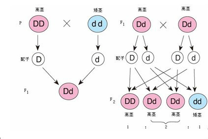 控制同一性状的遗传因子成对存在,不相融合;在形成配子时,成对的遗传