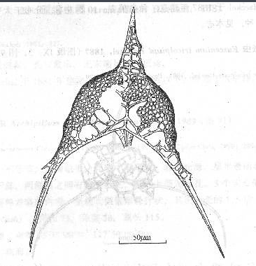 羽翼幕虫(其他生物相关)羽翼幕虫,壳钟罩形,平滑,其长度大于宽度,由不