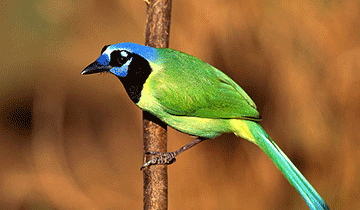 杜鹃(其他人物相关)