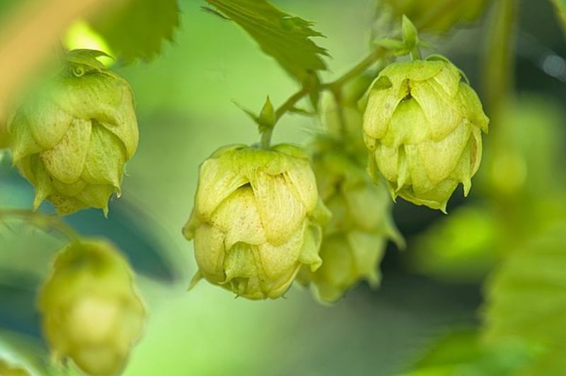 蛇麻子的花蕾可以用作酿造啤酒,俗称啤酒花领域提 交植物生物词条