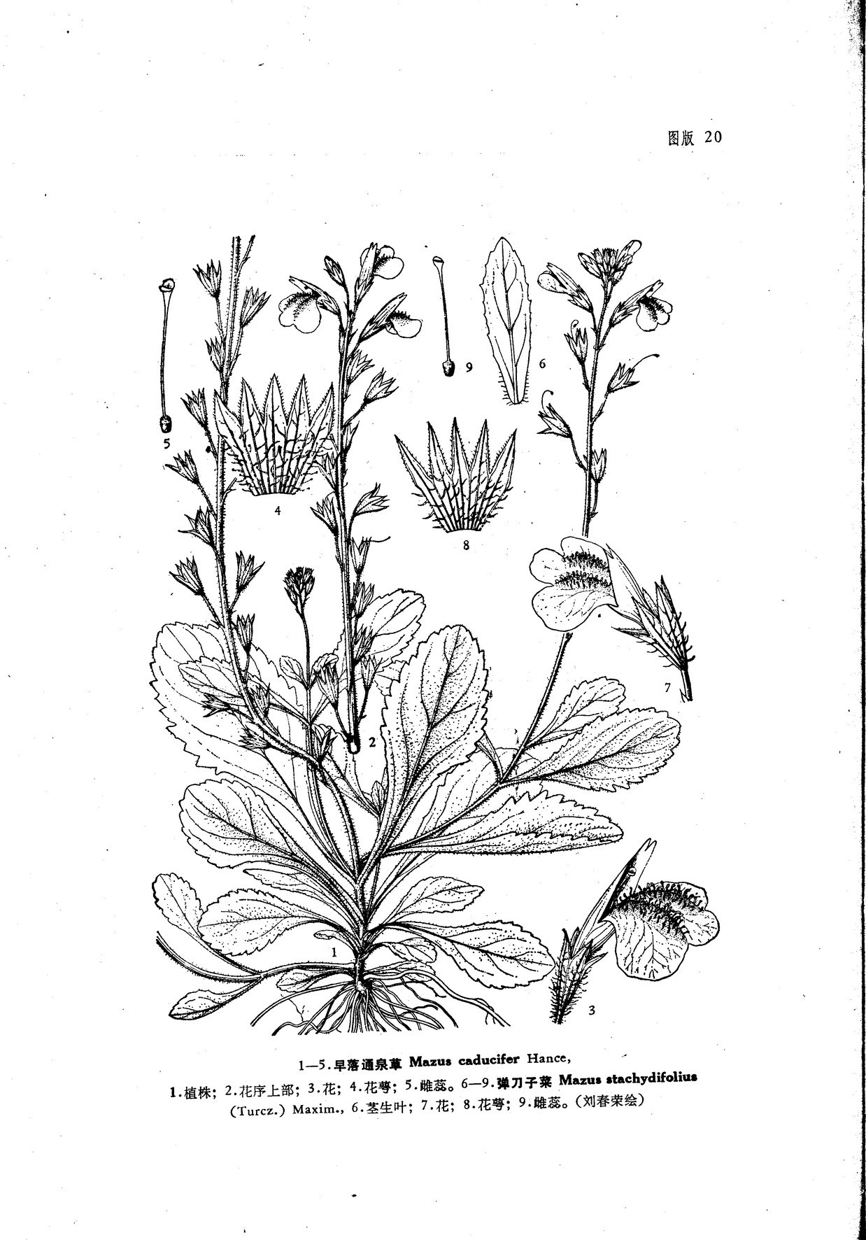 以全草入药,采收全草,鲜用或晒干.