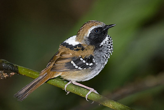 鳞纹蚁鸟(动物)_技点百科