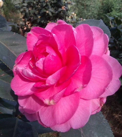 休斯富豪:是山茶科植物,常绿灌木或小乔木,国外茶花名种一.