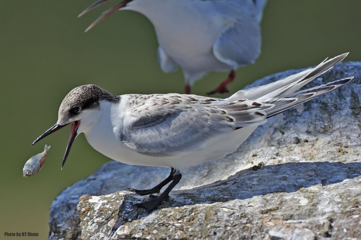 燕鸟(其他人物相关)燕鸟(学名:yanornis)是一种下