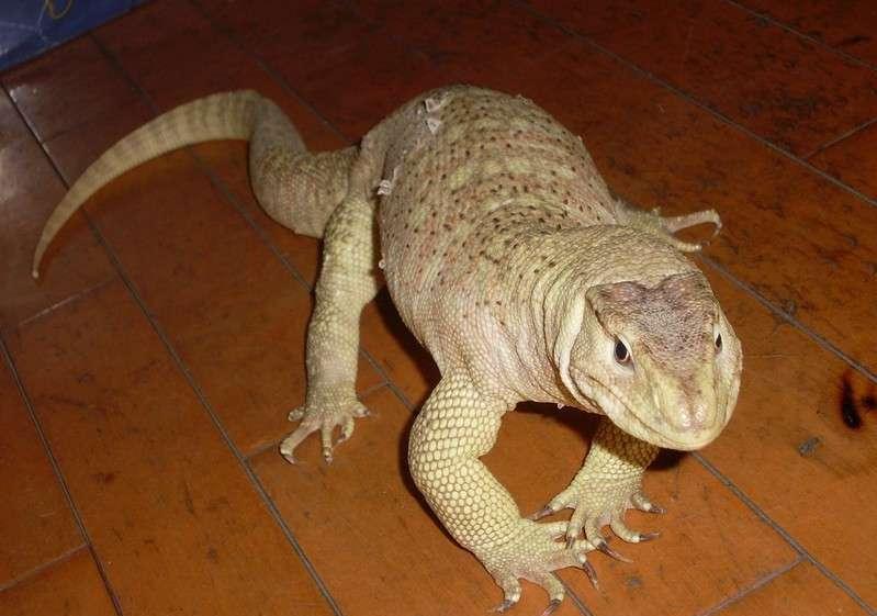 黄巨蜥其他生物相关