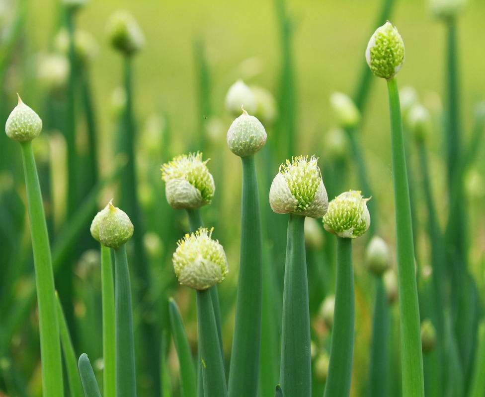 葱 (植物)