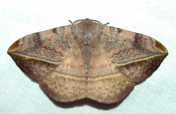 带蛾科其他生物相关