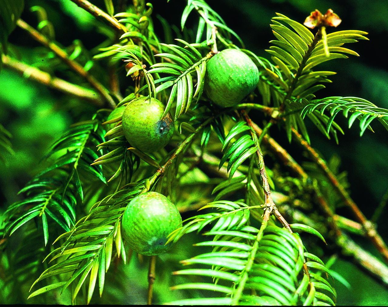 云南榧树 (植物)