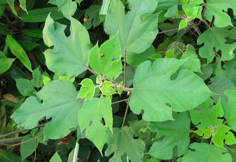 構樹(植物)_科普_技點百科