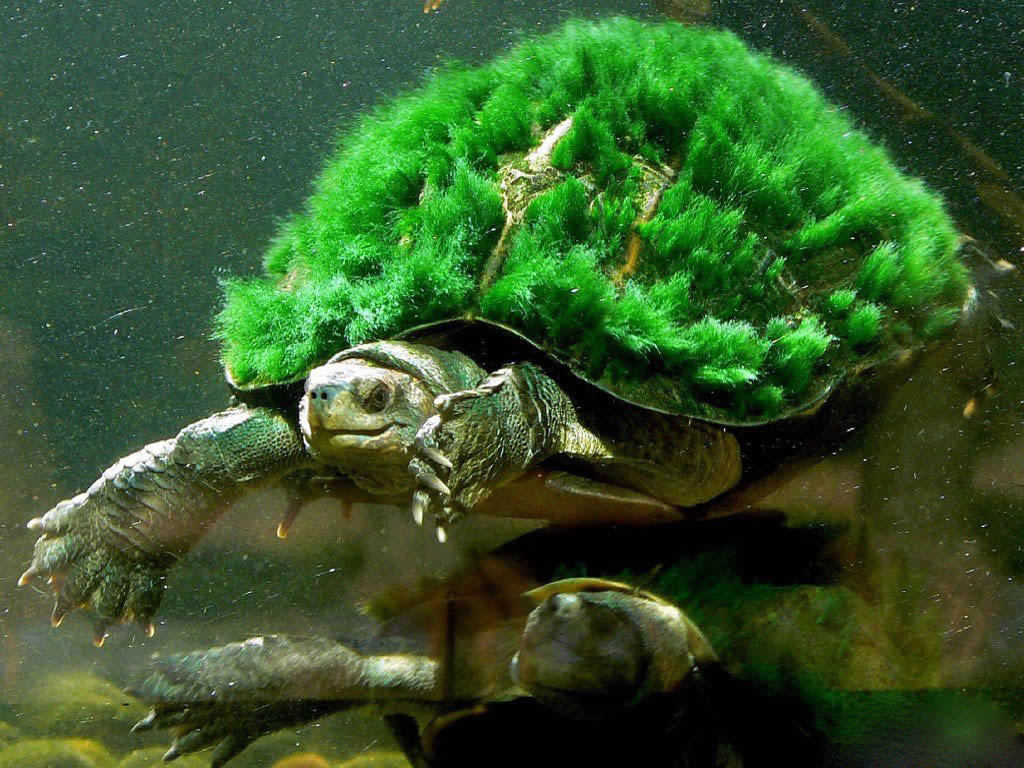 绿毛龟 (动物)