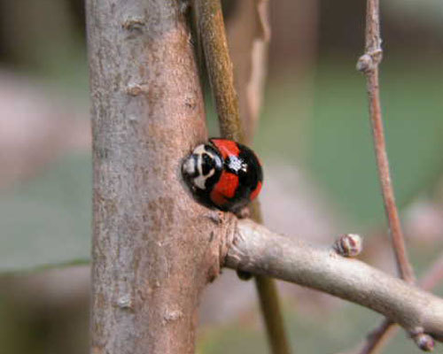 艳色广盾瓢虫 (其他生物相关)