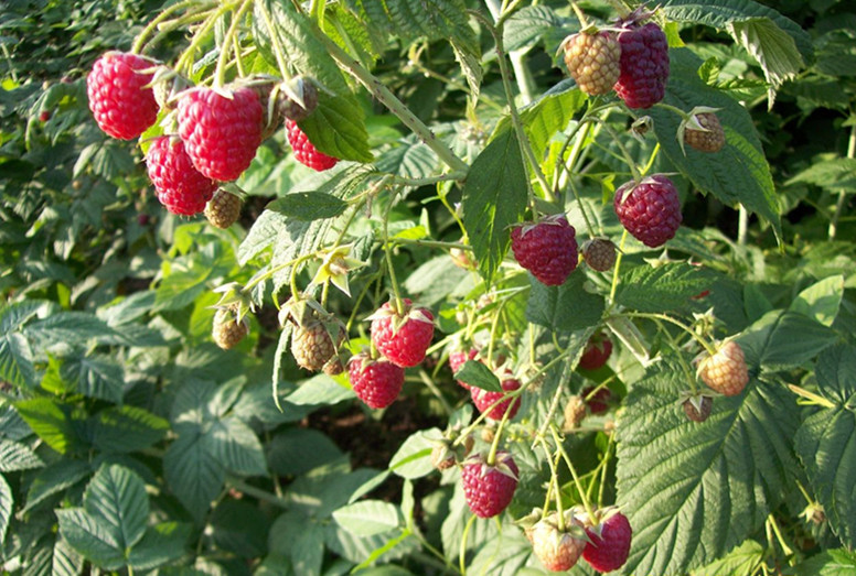 丰满红(其他生物相关)丰满红是悬钩子属,又称木莓,托盘,马林果,是第三
