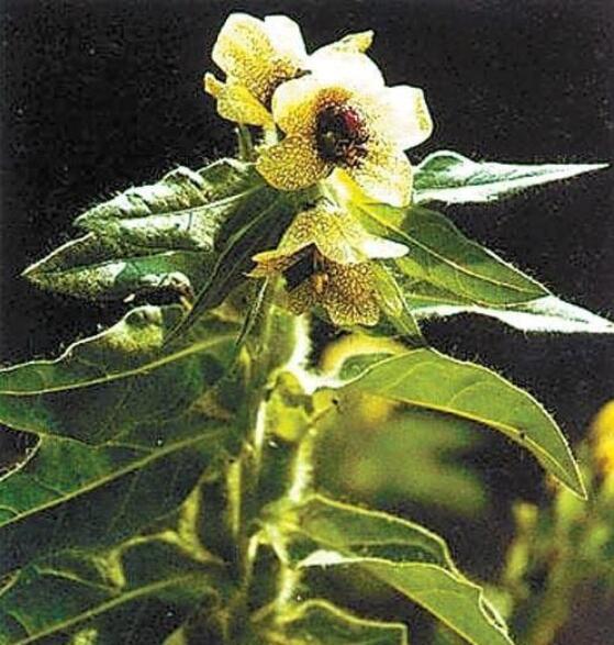 天仙子植物图图片