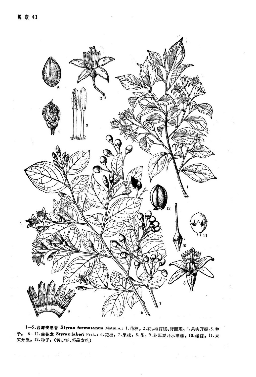 faberi,别名有白龙条,响铃子,梦童子,为安息香科,安息香属