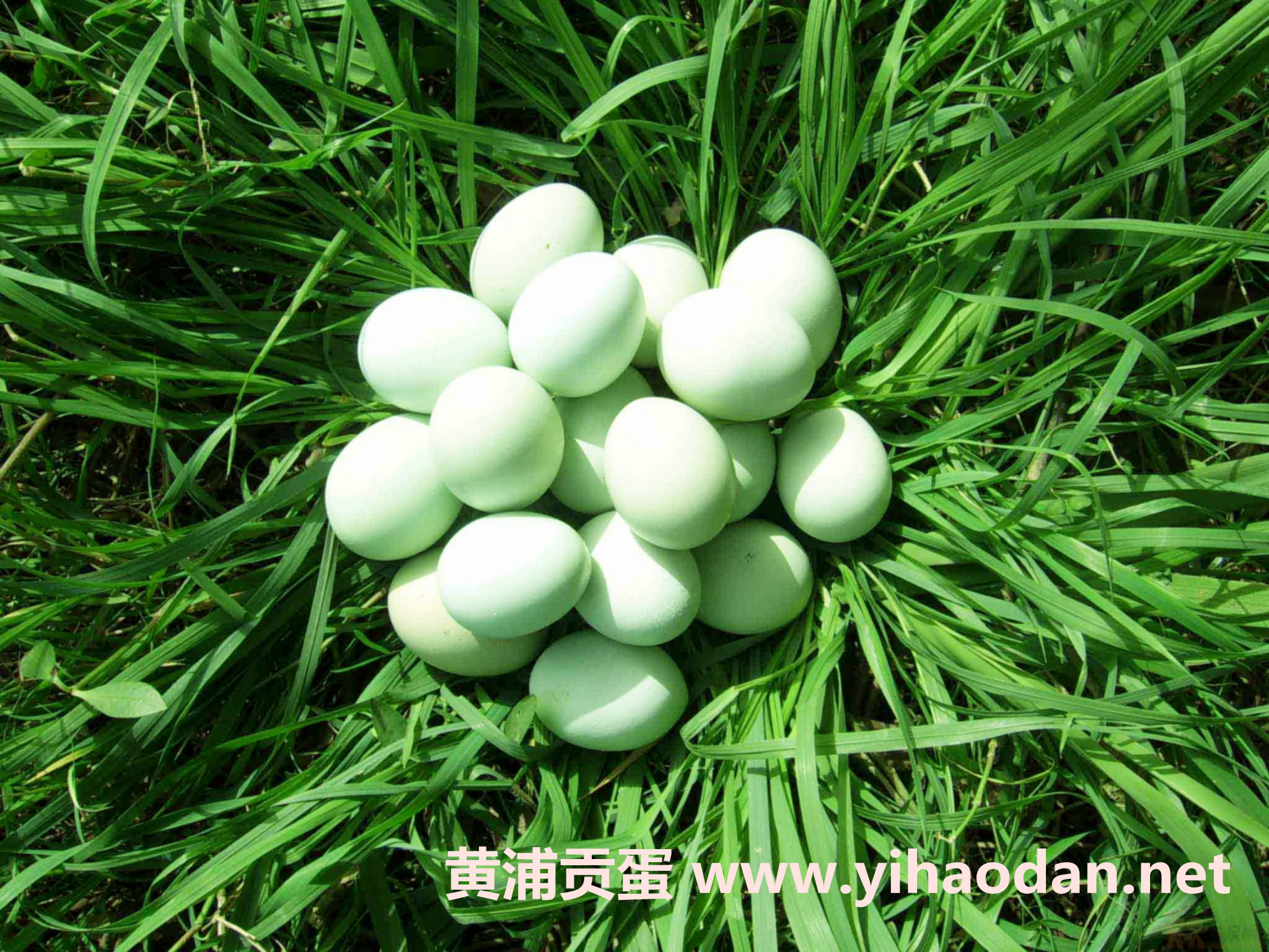 黑羽乌骨鸡蛋 (其他饮食相关)