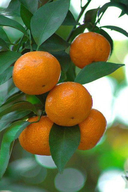 柑子 (中医学与中药学)