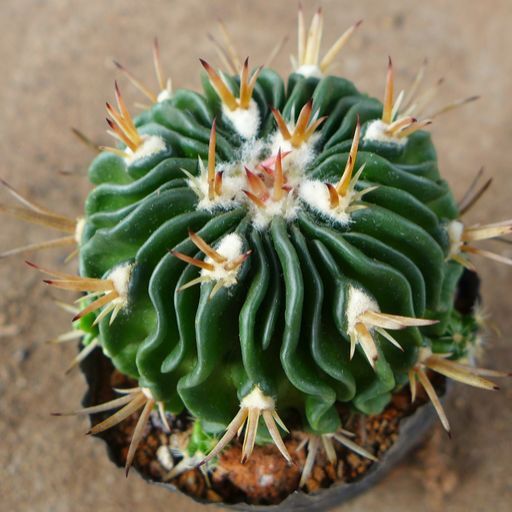 多棱球(植物)_技点百科