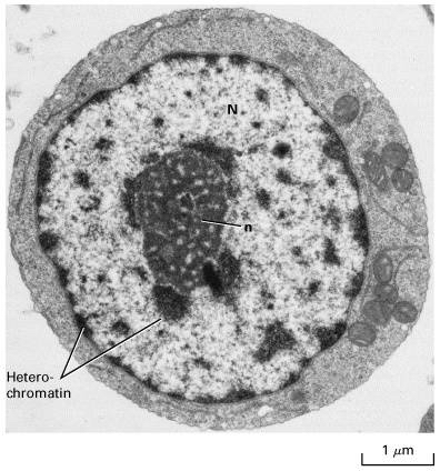核仁(nucleolus)通常表现为单一或多个匀质的球形小体,是真核细胞间期