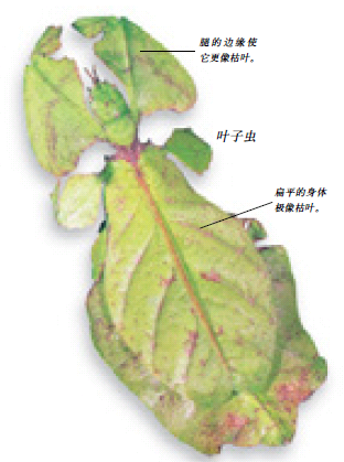 叶子虫_360百科