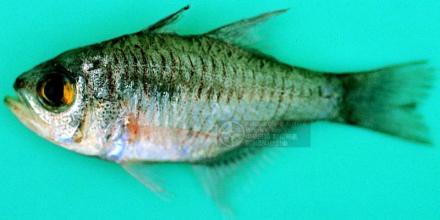 黑天竺鲷(动物)