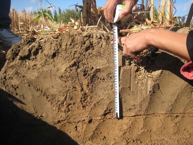 犁底层(非生物)犁底层又称"亚表土层",是位于耕作层以下较为紧实的