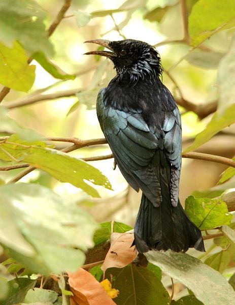 发冠卷尾指名亚种(动物)