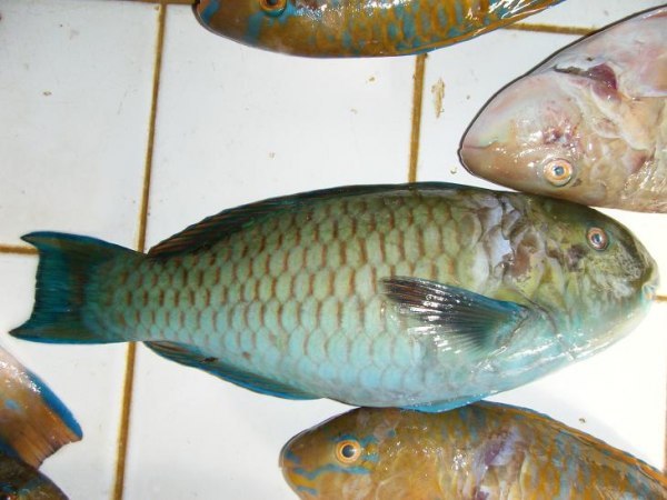 高额绿鹦嘴鱼 (动物)