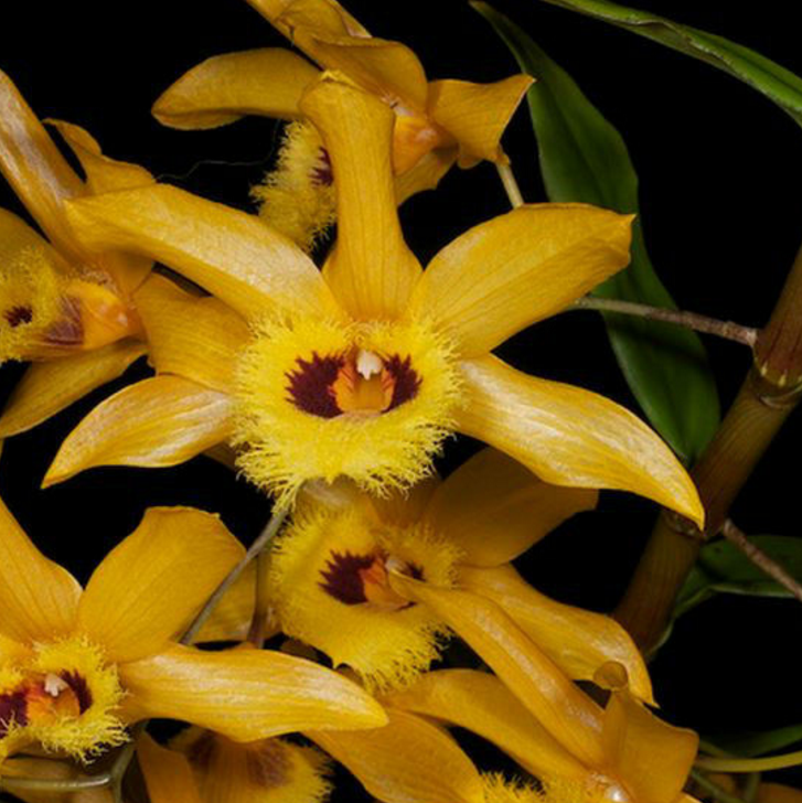 金耳石斛(植物)