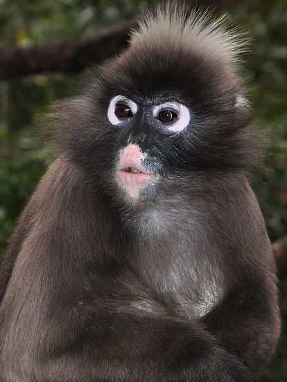 郁乌叶猴 (动物)