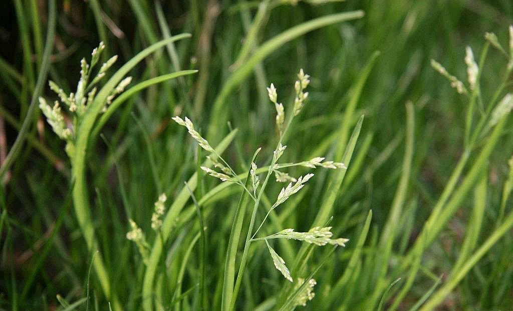 冷地早熟禾其他生物相关