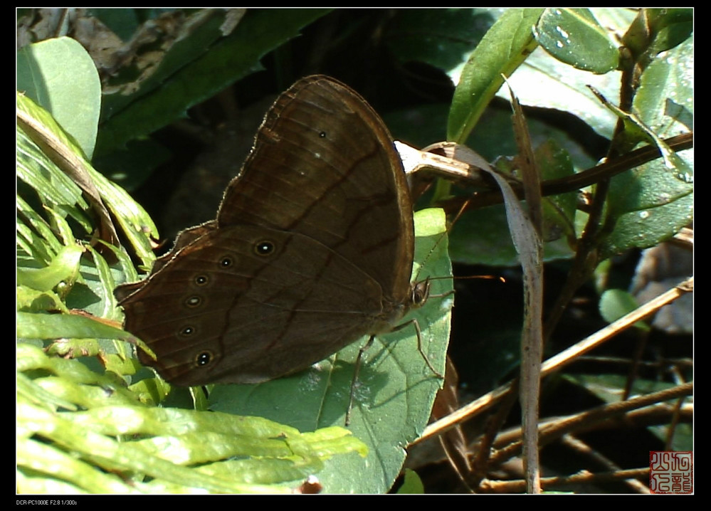 棕褐黛眼蝶 (其他生物相关)